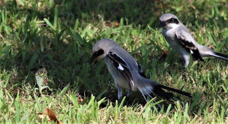 Loggerhead Shrike Fledglings Checking Out A Lizard!