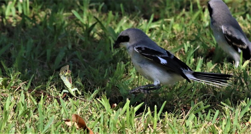 Loggerhead Shrike Fledglings Checking Out A Lizard!