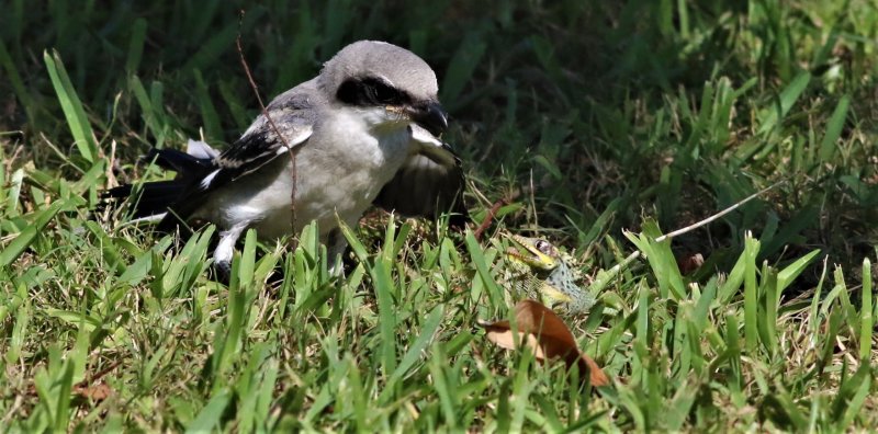 Loggerhead Shrike Fledgling Checking Out A Lizard!