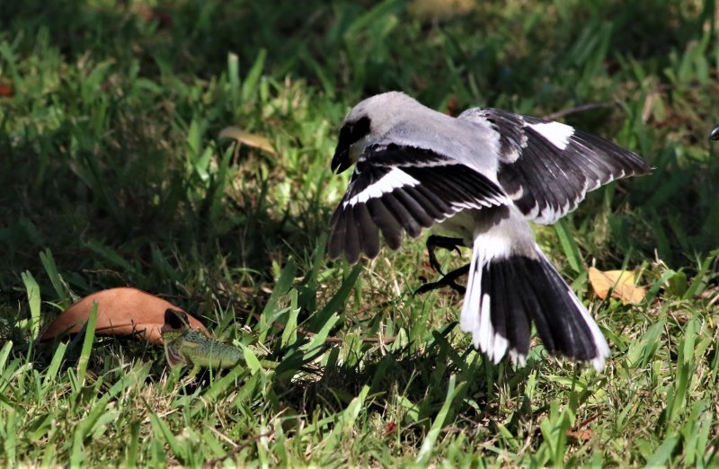 Loggerhead Shrike Fledgling Hovering Over A Lizard!