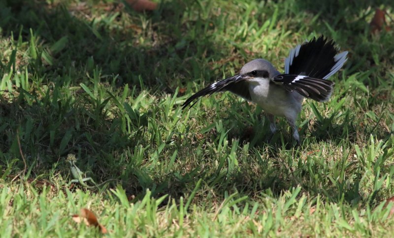 Loggerhead Shrike Fledgling About To check Out A Lizard!