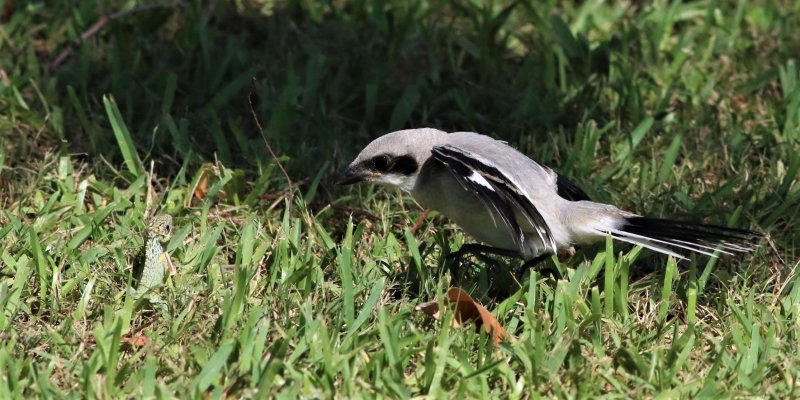 Loggerhead Shrike Fledgling Trying To Intimiadte A Lizard!