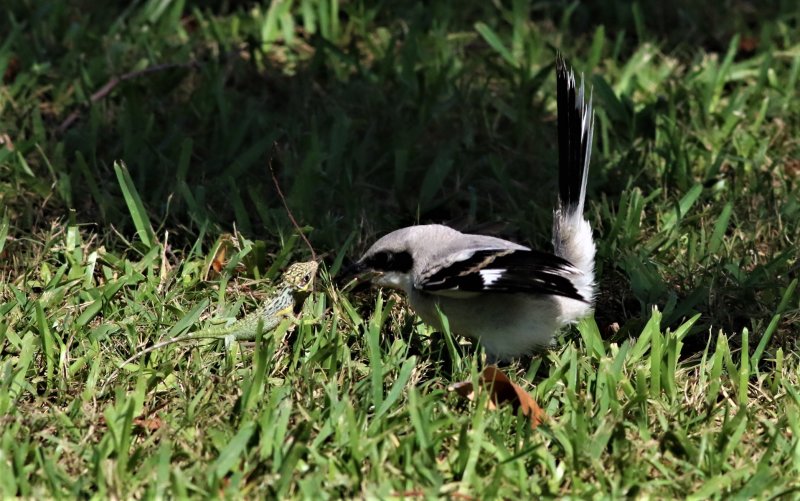 Loggerhead Shrike Fledgling Trying To Intimidate a Lizard!