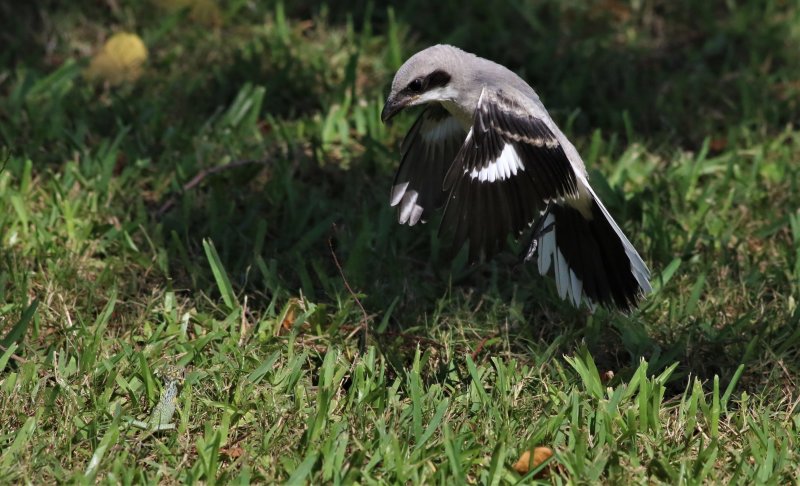 Loggerhead Shrike Fledgling Hovering Over A Lizard!