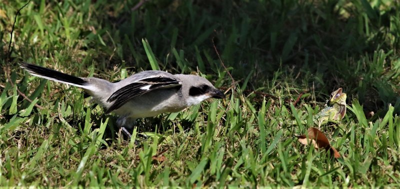 Loggerhead Shrike Fledgling Trying To Intimidate A Lizard!