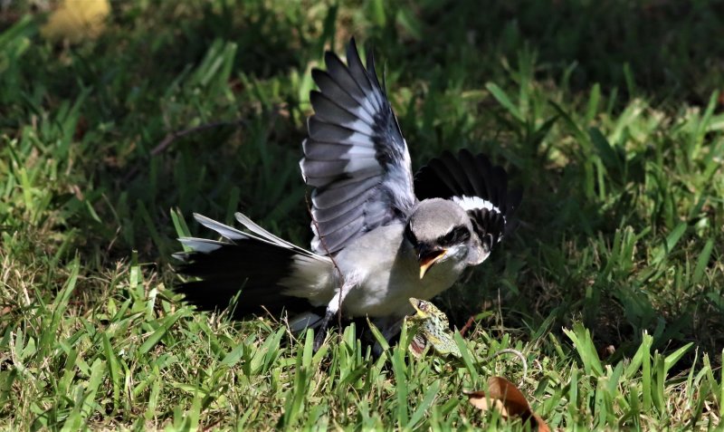 Loggerhead Shrike fledgling trying to intimidate a Lizard!