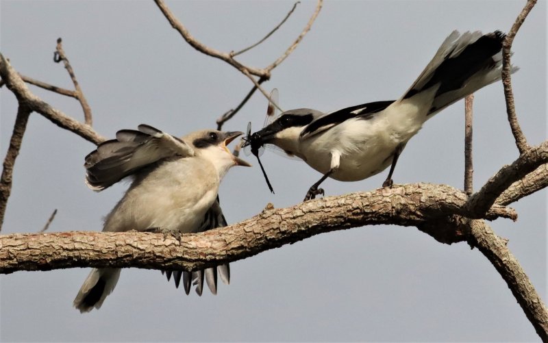 Loggerhead Shrike feeding its fledgling a Dragonfly!