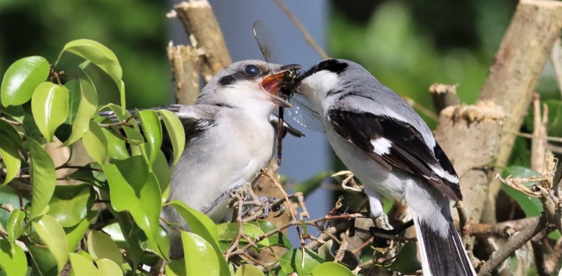 Loggerhead Shrike feeding its Fledgling a Dragonfly!
