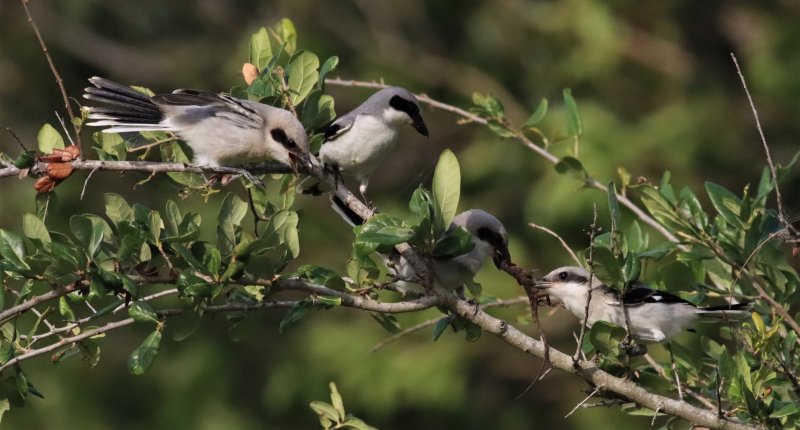 Loggerhead Shrike fledglings Battle Over a Brown Anole while the adult looks on! 
