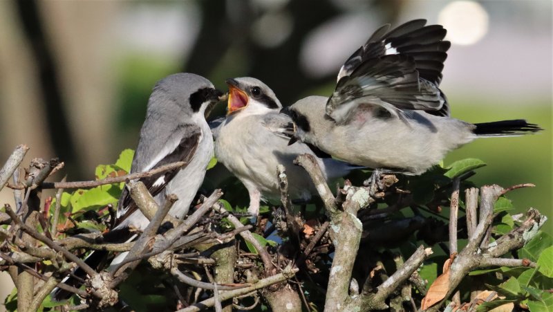 This Loggerhead Shrike feeding it's fledgling a Caterpillar!
