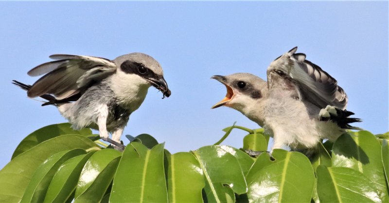 Loggerhead Shrike flying in to feed its fledgling a Beetle!