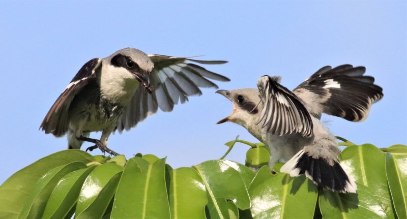 Loggerhead Shrike Fledgling about to be feed a Beetle!