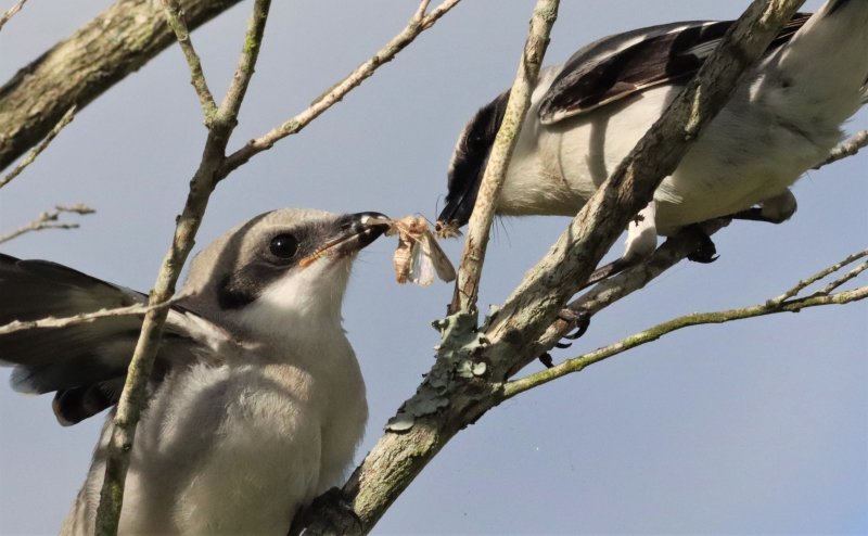 Loggerhead Shrike feeding its fledgling a Moth!