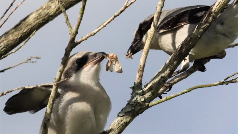 The adult winds up with the head of the Moth!