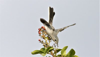 Blue-gray Gnatcatcher snatches an insect!