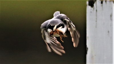 Loggerhead Shrike Grabs A Mole Cricket!