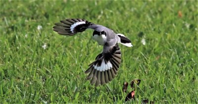 Loggerhead Shrikein flight!