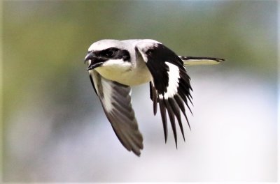 Loggerhead Shrike in flight!