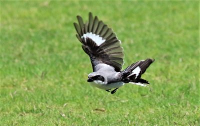 Loggerhead Shrike in flight!