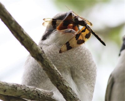 Loggerhead Shrike Fledgling Trying To Eat A Dragonfly!