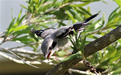 Loggerhead Shrike Fledgling thinks it's going to be fed!