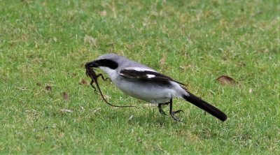 Loggerhead Shrike female about to fly off with a gecko!