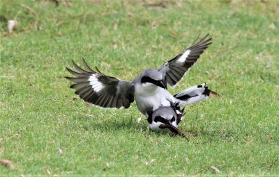 Loggerhead Shrike Mating!