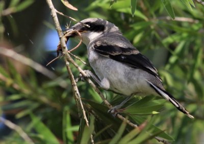 Loggerhead Shrike Fledgling Snatches the Gecko!