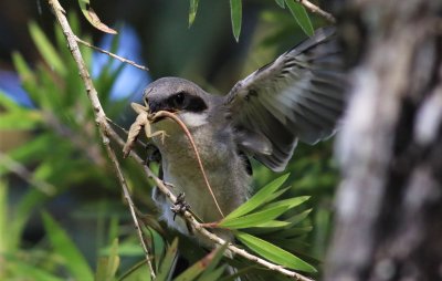 Loggerhead Shrike Fledgling about to fly in with the Gecko!