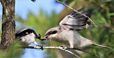 The Tug Of War continues!