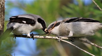 Loggerhead Shrikes...Tug-Of War!