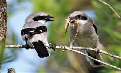 Loggerhead Shrike Fledgling... Who Me?