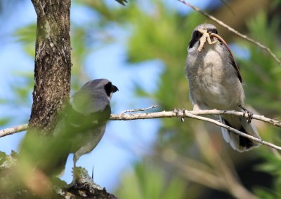 Loggerhead Shrike adult is coming in to take the Gecko back!