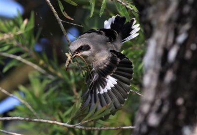 Loggerhead Shrike Fledgling flys in!
