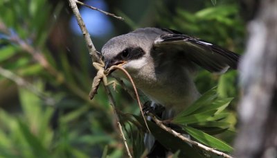 Loggerhead Shrike Fledgling takes off!