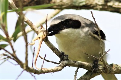 Loggerhead Shrike wedging the Gecko into the V of the branch!