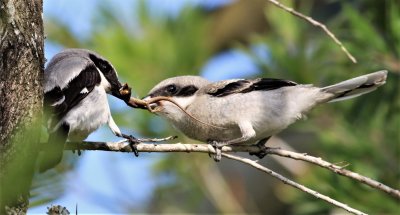 Loggerhead Shrikes... Tug-Of-War!
