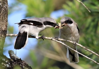 Loggerhead Shrike...Tug-Of War!