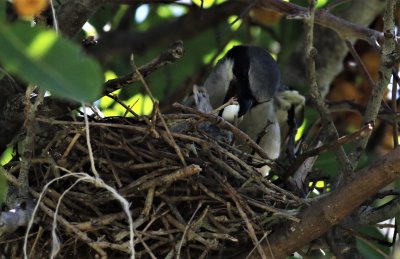 Loggerhead Shrike removing a fecal sac!