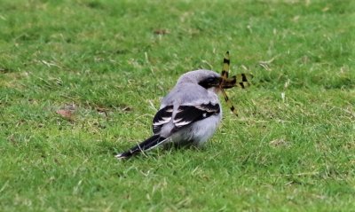 Loggerhead Shrike Fledgling Catches A Dragonfly!