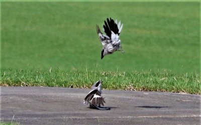 Loggerhead Shrikes Fighting Over Territory!