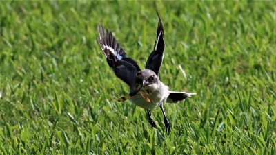 Loggerhead Shrikes In Flight