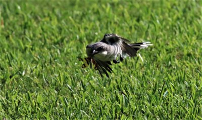 Loggerhead Shrike snatches a Dragonfly!