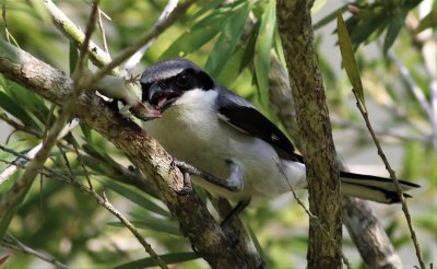 Loggerhead Shrike with a Gecko!