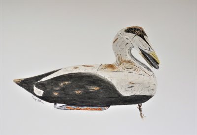 Eider with a mussel Maker: Gus Wilson