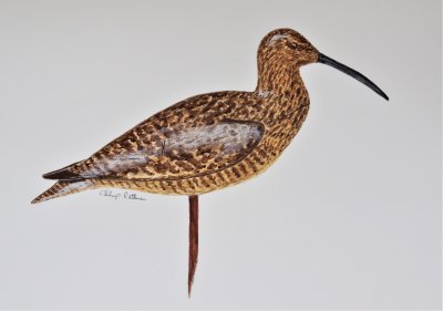 Curlew (confidence decoy) Maker: William Brown ca. 1930