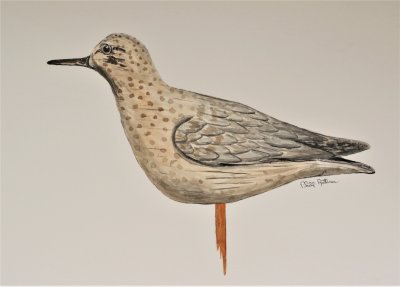 Sandpiper (confidence decoy) Maker: Elmer Crowell