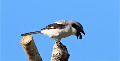 Loggerhead Shrike Regurgitate A Pellet!