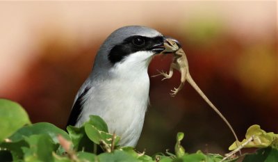 Loggerhead Shrike Grabs Anole!