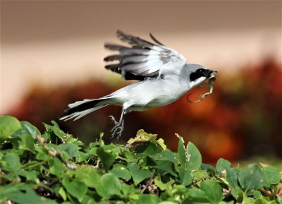 Loggerhead Shrike flies off with it's prey!